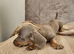 Miniture Dachshund puppies