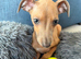 Italian Greyhound puppy