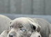 Blue Staffy kc with papers