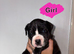 Cane corso x puppies