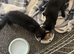 2 kittens available