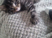 Sweet tabby boy