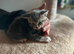 Sphinx mix kittens looking for a new home