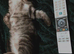 Bengal kitten (silver/black)