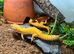 Leopard gecko!