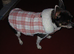 Chihuahua bitch - Looking for stud