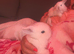 Mini lop babies