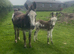 Donkey Jenny and foal at foot