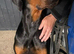 Doberman for stud (proven)