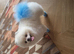 Beautiful white toy pomeranian