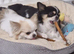 long coat chihuahua
