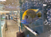 XL Venustus Hap (Nimbochromis venustus)