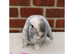 Pure breed mini lop