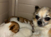 Merle Chihuahua puppies