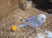 Baby budgies