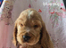 Show cocker spaniel