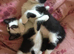 6 week old kittens nearly ready for forever homes.