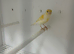 Yellow dimorphic hen & cock