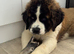 KC reg Saint Bernard girl