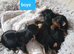 Yorkshire terrier puppies