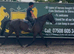 Sotty lovely sweet kind natured standard bred gelding
