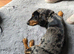 Male dapple dachshund
