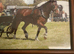 15.1hh 15yo cob gelding