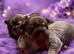 RKC registered French bulldog puppy