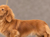 SHOW QUALITY MINIATURE LONG-HAIRED DACHSHUNDS - KC REGISTERED