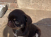 Chocolate and tan female pug
