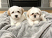 Shitzu puppyies