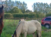 Buskin cob cross id colt