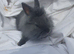 Netherland dwarf