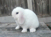 Minilop bunnies and Adult Female