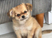 Kc long coat chihuahuas