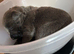 Gorgeous Blue & Brindle Mixed Breed Puppies