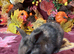 Gorgeous autumnal mini lop litters