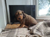 Cockapoo F2