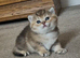Active GCCF kittens