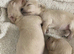 Gorgeous mini cream dachshund