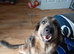 Forever home for Luna