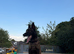 Trained 3-Year-Old Belgian Malinois 'Tank' - Great Family & Security Dog