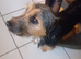 Jack Terrier