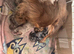 Dash on puppies