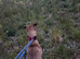 bull grey x belgian malinois