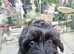 Forever home wanted for Cockapoo x