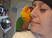 3 year old jenday conure