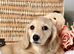 Beautiful Cream Longhaired Puppies