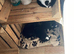 4 adorable kittens looking for their forever loving families