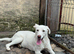 ️ ROCKY – The Brave Boy Who Refused to Give Up ️